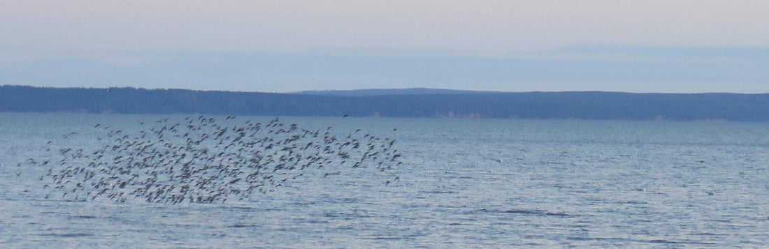 On Leadership and Murmurations