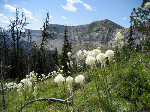 RAP supports "The Bob"