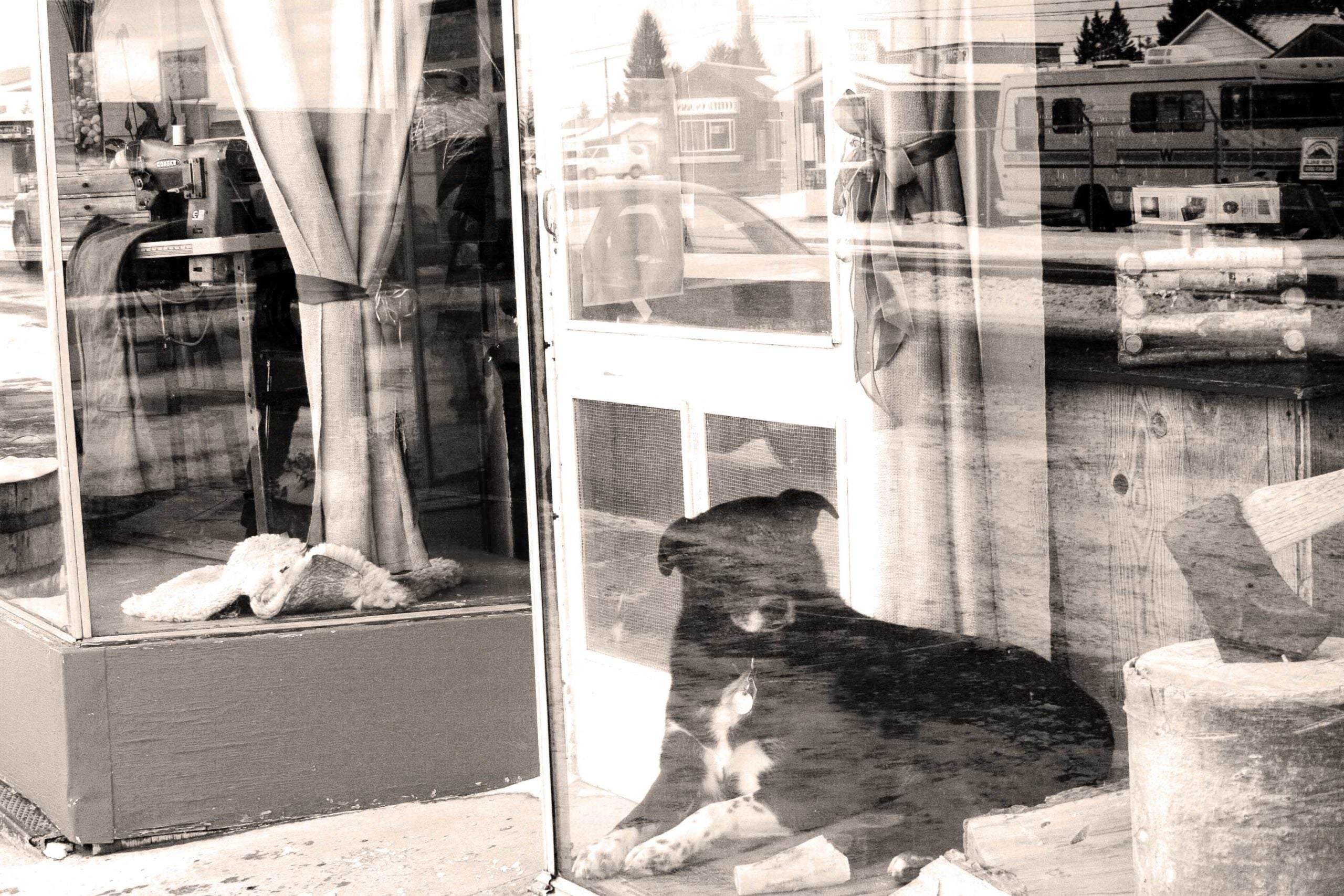 A Day in the Life of a Red Ants Pants Dog