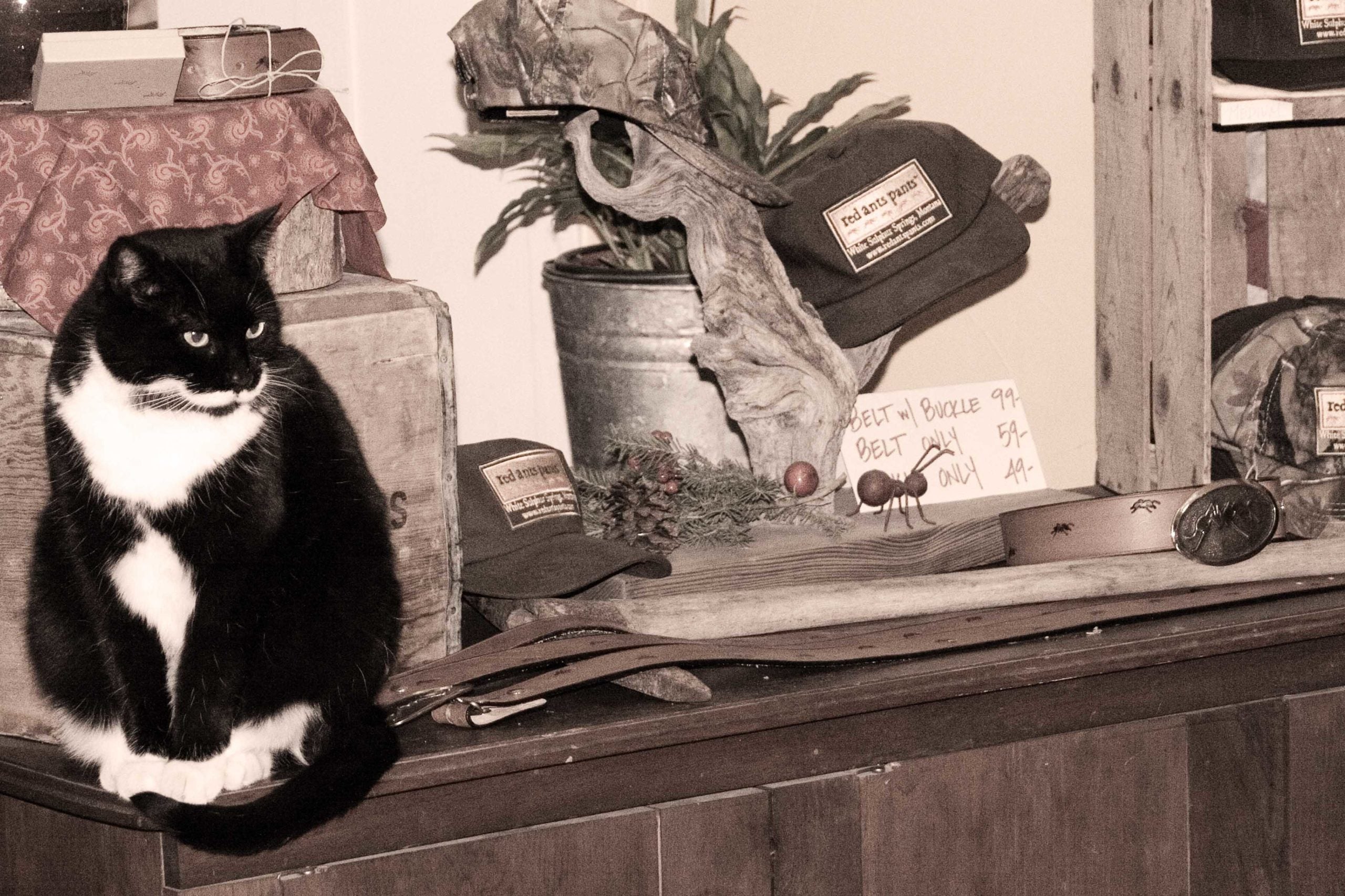 Dogs, Cats and Christmas Gifts