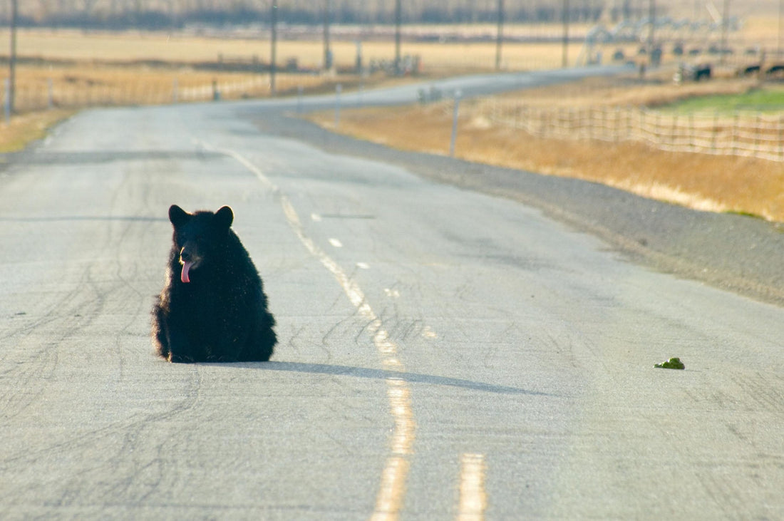 Why did the Bear Cross the Road?