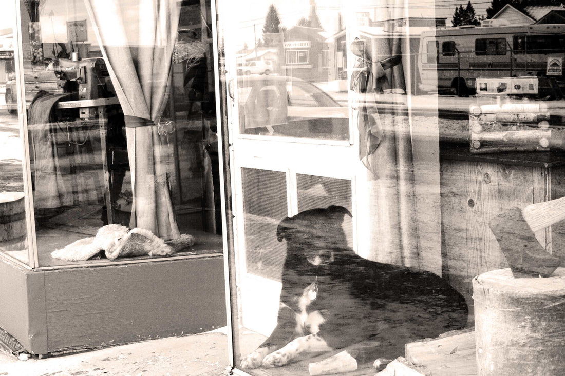 A Day in the Life of a Red Ants Pants Dog
